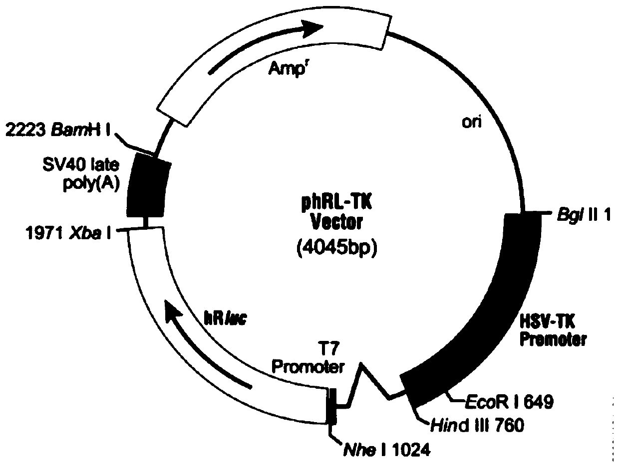 A Class of Ultrashort Peptides for Promoting Collagen Secretion and Its Application