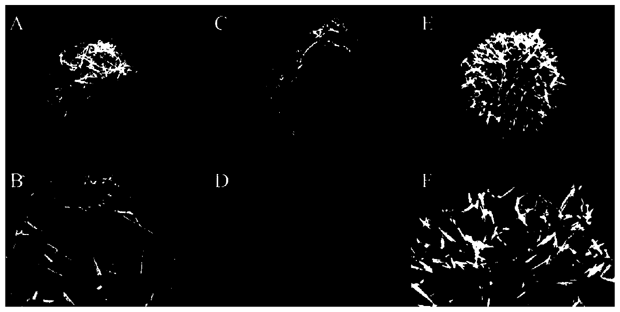 Lanthanum-modified manganese oxide catalyst, and preparation method and application thereof