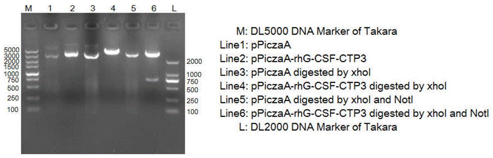 Long-acting recombinant human granulocyte colony-stimulating factor and preparation method therefor and use thereof