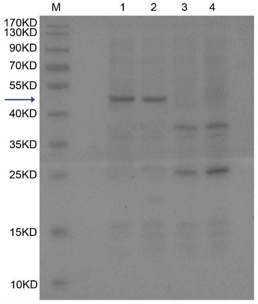 Long-acting recombinant human granulocyte colony-stimulating factor and preparation method therefor and use thereof