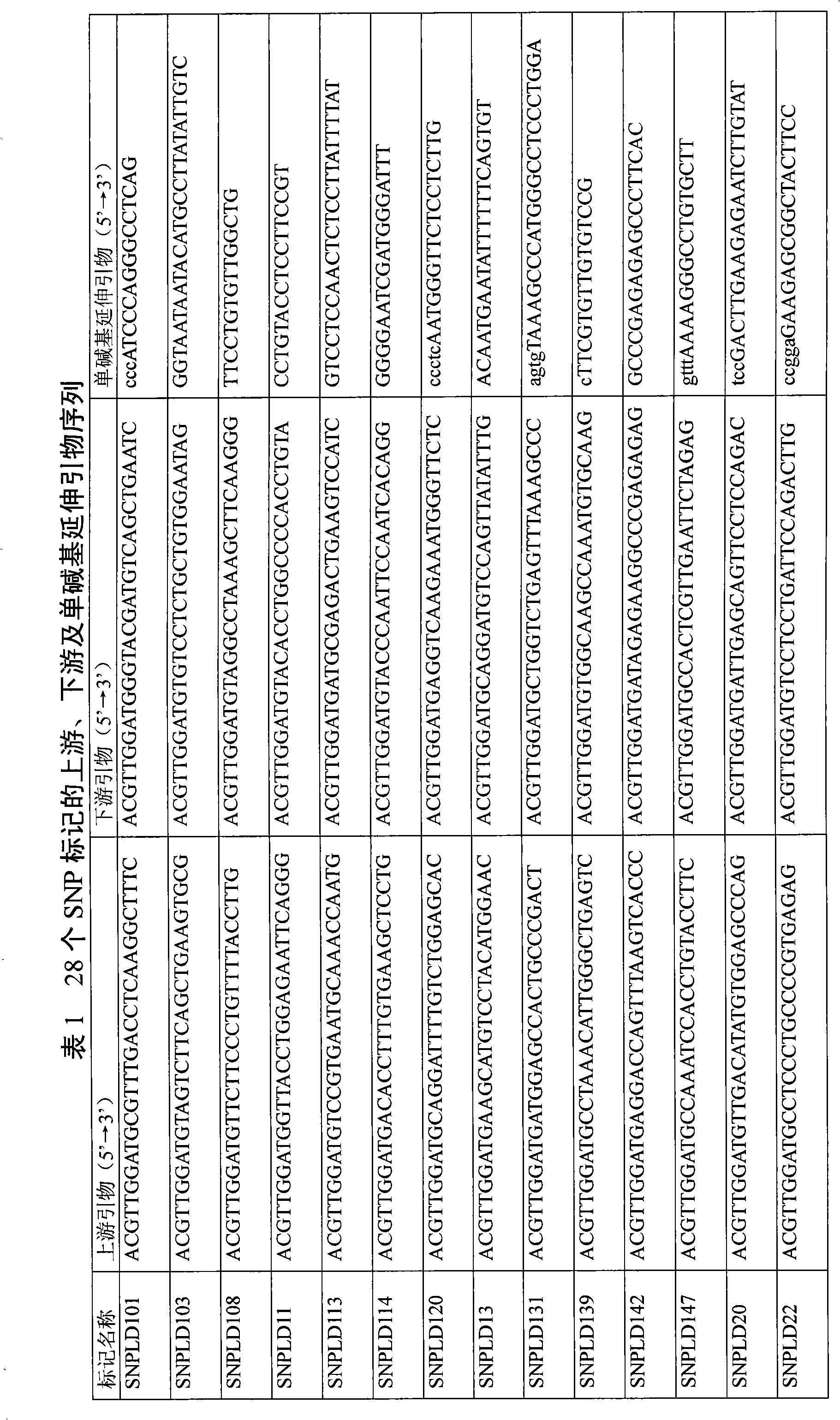 Paternity testing single nucleotide polymorphism (SNP) label combinations and detection method for Holstein cattle group