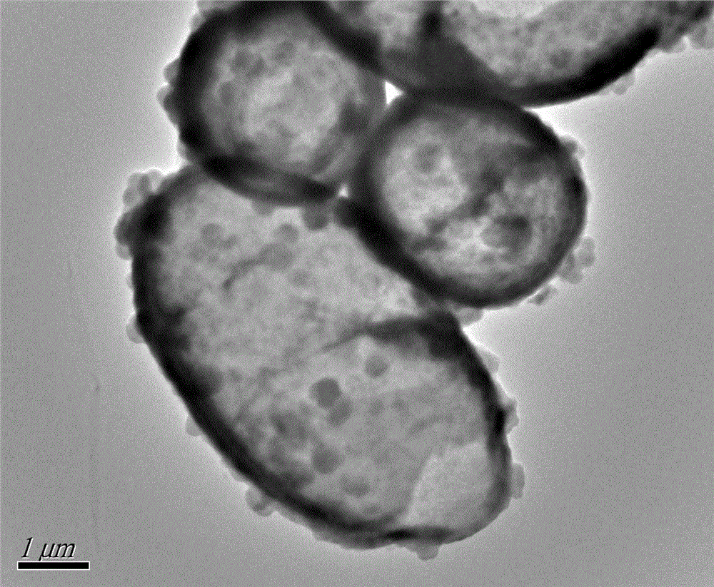 Preparation method of surface print adsorbent of yeast template hollow silica-based material for adsorbing and separating strontium ions and application thereof