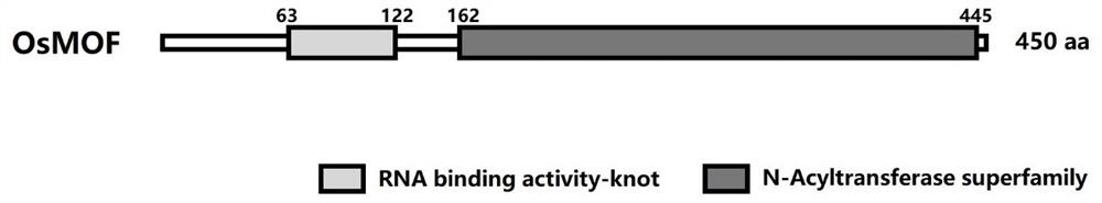 Application of epigenetic modification OsMOF protein in improvement of rice yield traits