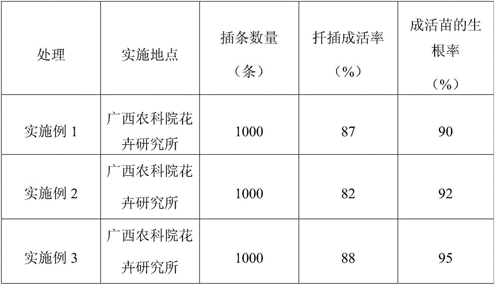 Golden camellia cuttage reproduction method