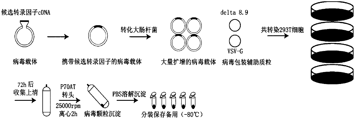 Method for generating functional noradrenaline neurons through reprogramming