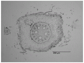 A method of preparing a dactylis glomerata root tissue paraffin section