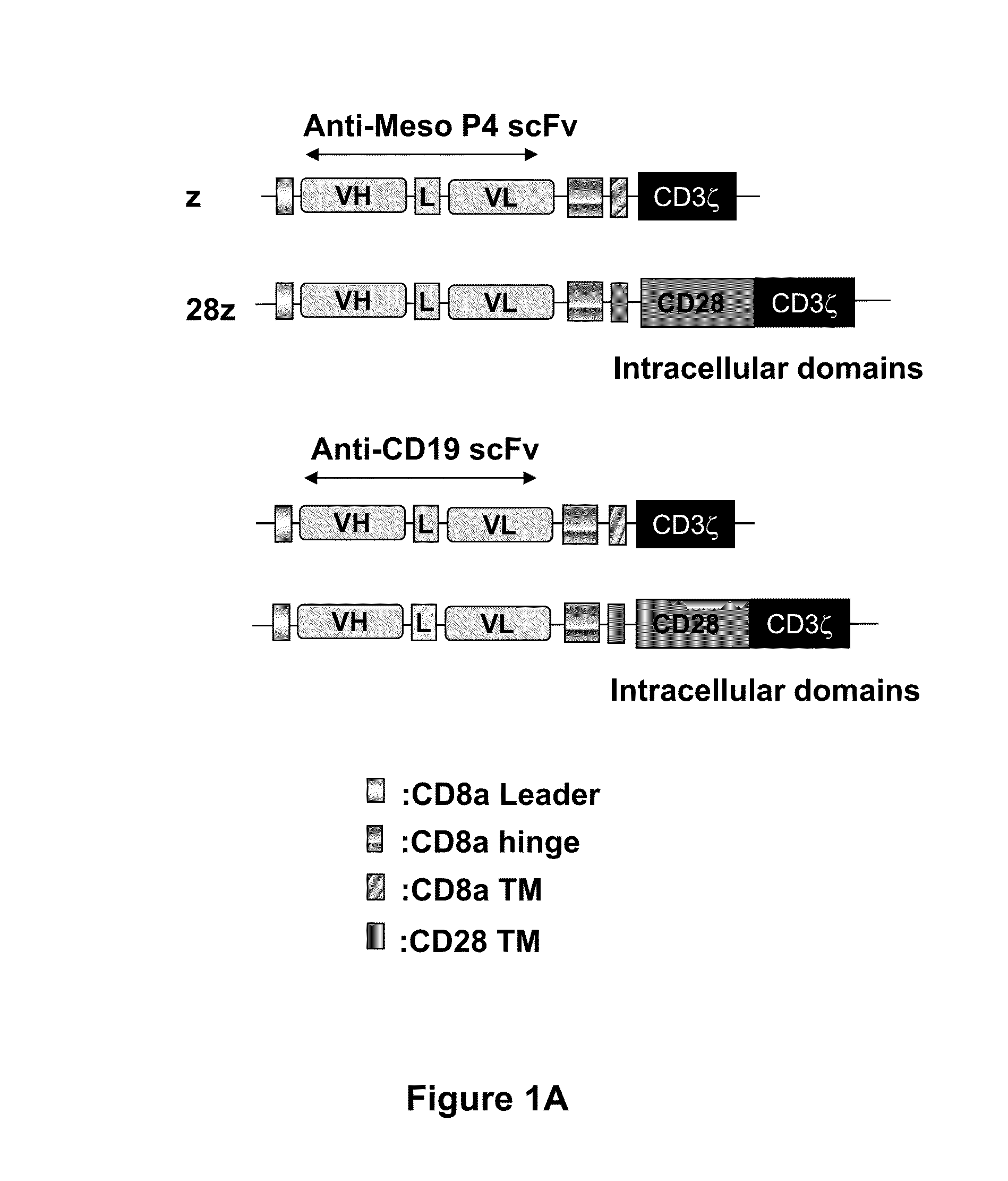 Fully human, anti-mesothelin specific chimeric immune receptor for redirected mesothelin-expressing cell targeting