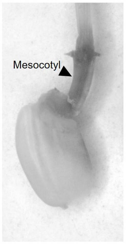 Application of rice cyc U2;1 gene in controlling rice mesocotyl development