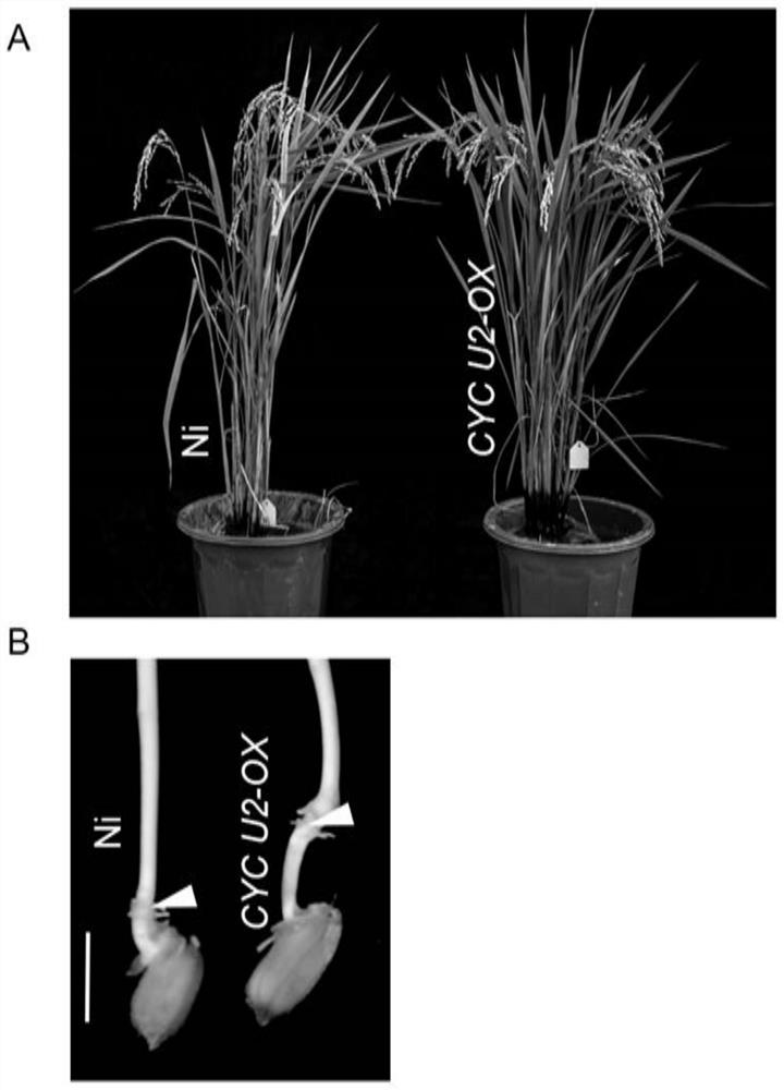 Application of rice cyc U2;1 gene in controlling rice mesocotyl development