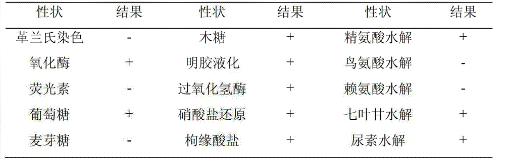 Biocontrol Strain bf6 for Controlling Tomato Yellow Leaf Curl Virus and Its Application