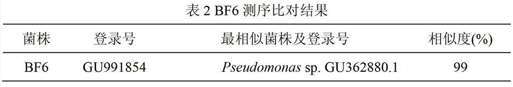 Biocontrol Strain bf6 for Controlling Tomato Yellow Leaf Curl Virus and Its Application