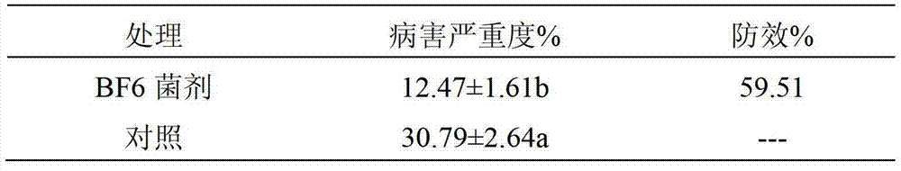 Biocontrol Strain bf6 for Controlling Tomato Yellow Leaf Curl Virus and Its Application