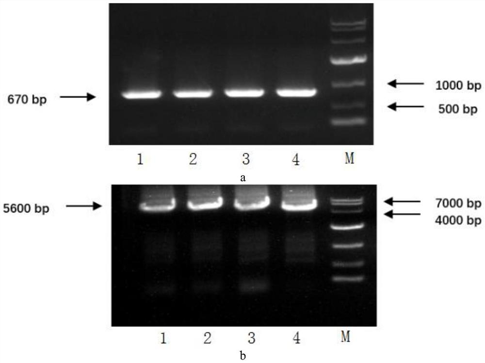 Novel coronavirus vaccine candidate strain taking influenza B virus as vector as well as construction method and application of novel coronavirus vaccine candidate strain