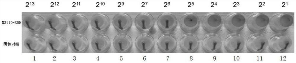 Novel coronavirus vaccine candidate strain taking influenza B virus as vector as well as construction method and application of novel coronavirus vaccine candidate strain