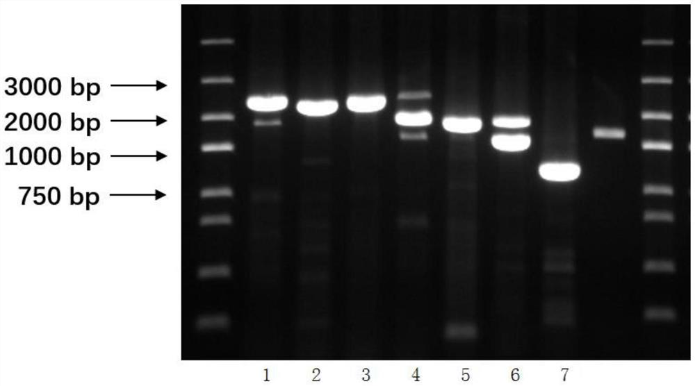 Novel coronavirus vaccine candidate strain taking influenza B virus as vector as well as construction method and application of novel coronavirus vaccine candidate strain