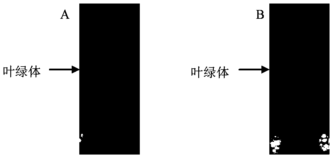 Hydrogen production chlamydomonas chloroplast separation method