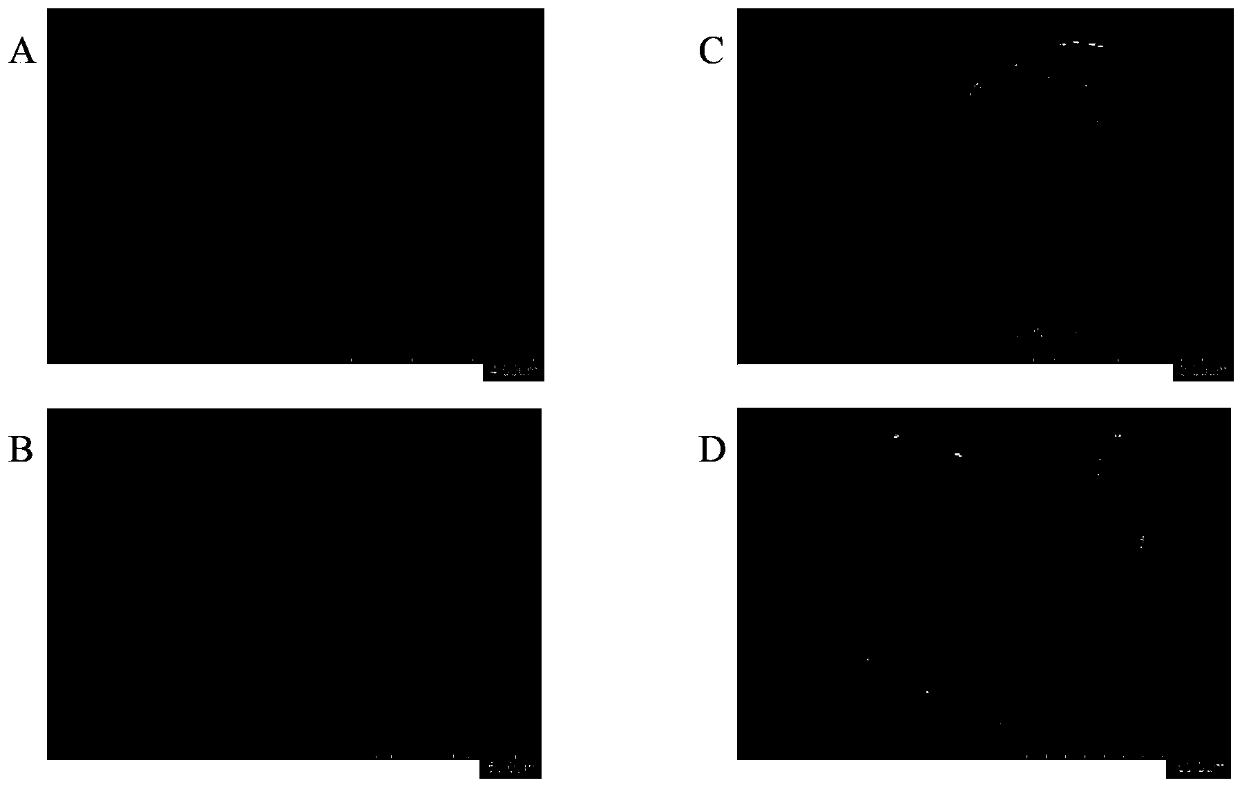 Hydrogen production chlamydomonas chloroplast separation method