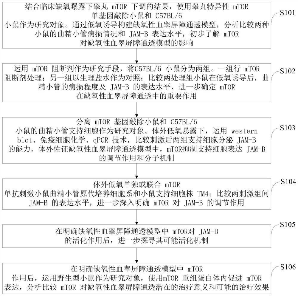 A mouse model construction method for the mechanism of action in hypoxic blood-testis barrier permeability