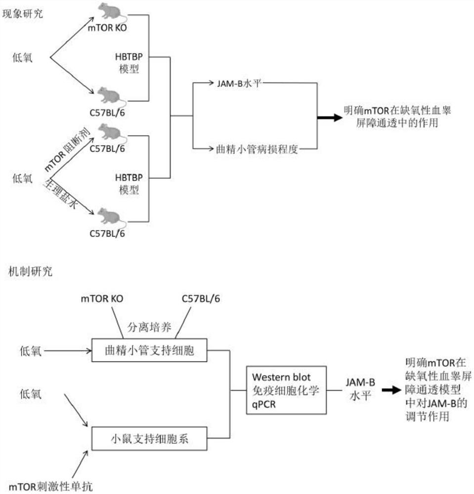 A mouse model construction method for the mechanism of action in hypoxic blood-testis barrier permeability