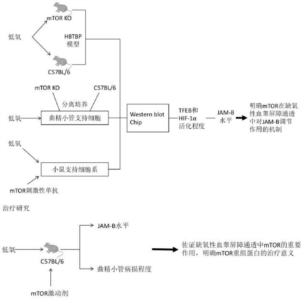 A mouse model construction method for the mechanism of action in hypoxic blood-testis barrier permeability