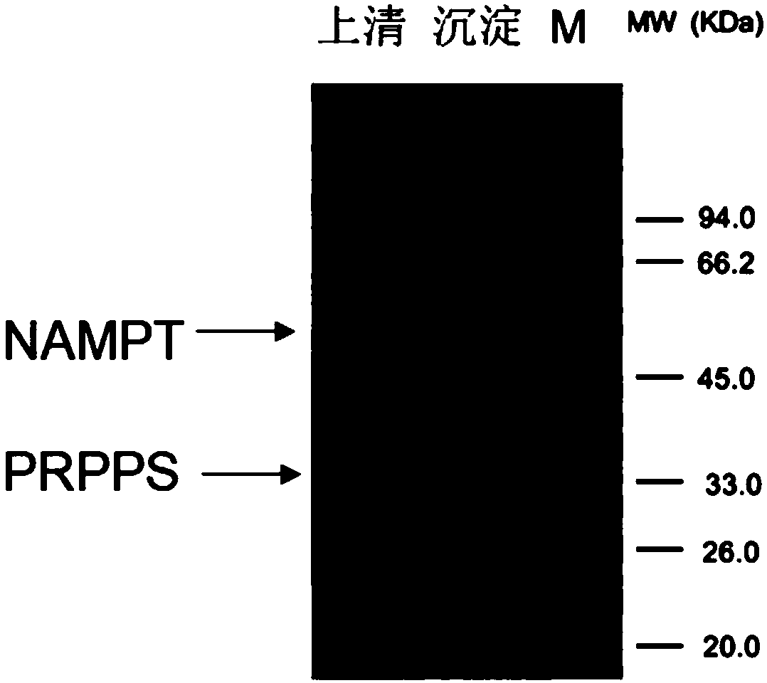 Catalytic preparation of beta-nicotinamide mononucleotide by immobilized whole-cell one-step enzymatic reaction