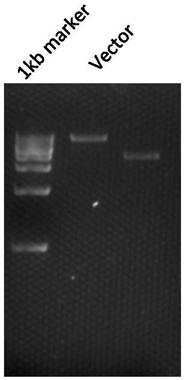 Recombinant MHCC97-L liver cancer cells with high expression of mutant EGFR and construction