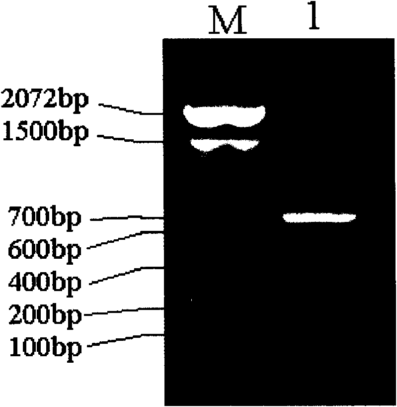 Fusion protein, preparation method thereof, DNA sequence for coding protein, expression vector, host cell and protein-containing medicinal compoisition