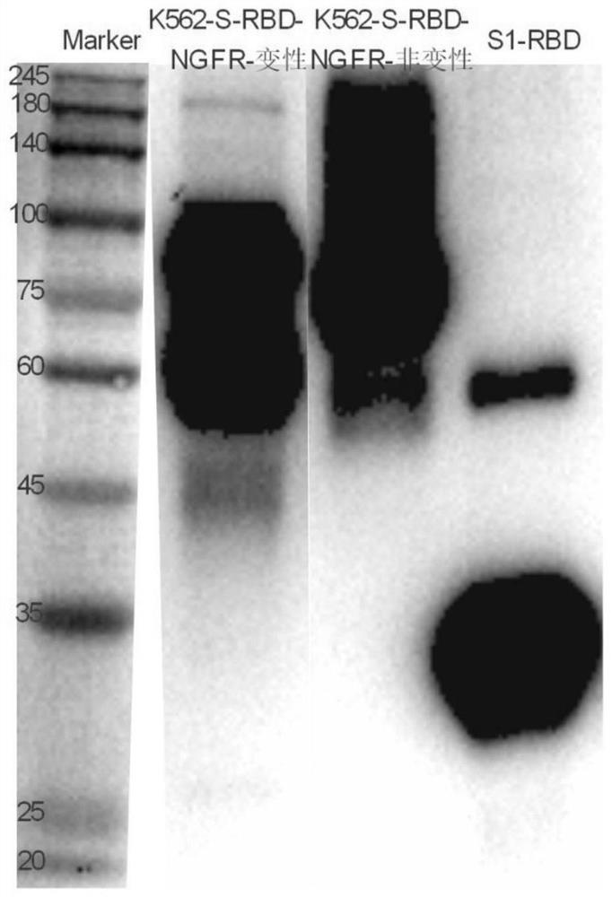 Preparation method of cell for transmembrane expression of 2019-nCoV antigen, cell and application