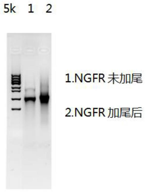 Preparation method of cell for transmembrane expression of 2019-nCoV antigen, cell and application