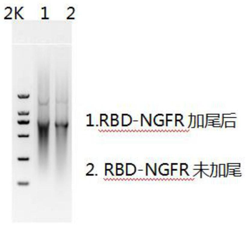 Preparation method of cell for transmembrane expression of 2019-nCoV antigen, cell and application