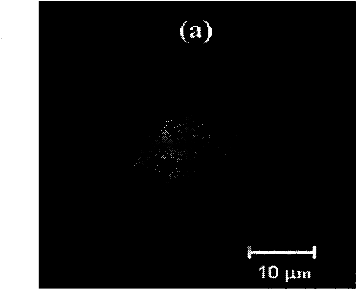 Method for imaging live nucleus and cytoplasm and application thereof in monitoring live nucleus and cytoplasm signal pathway