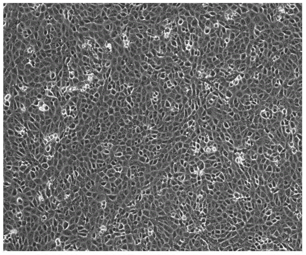 Vero cell domestication method suitable for serum-free culture system and application of vero cell domestication method