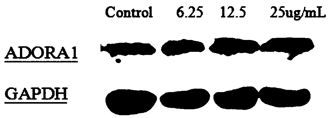 Cordycepin-containing composition and application thereof