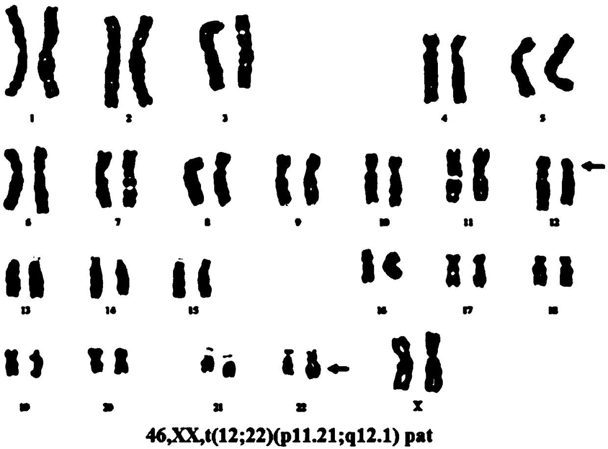 A method for distinguishing between embryos carrying balanced chromosome translocations and normal embryos