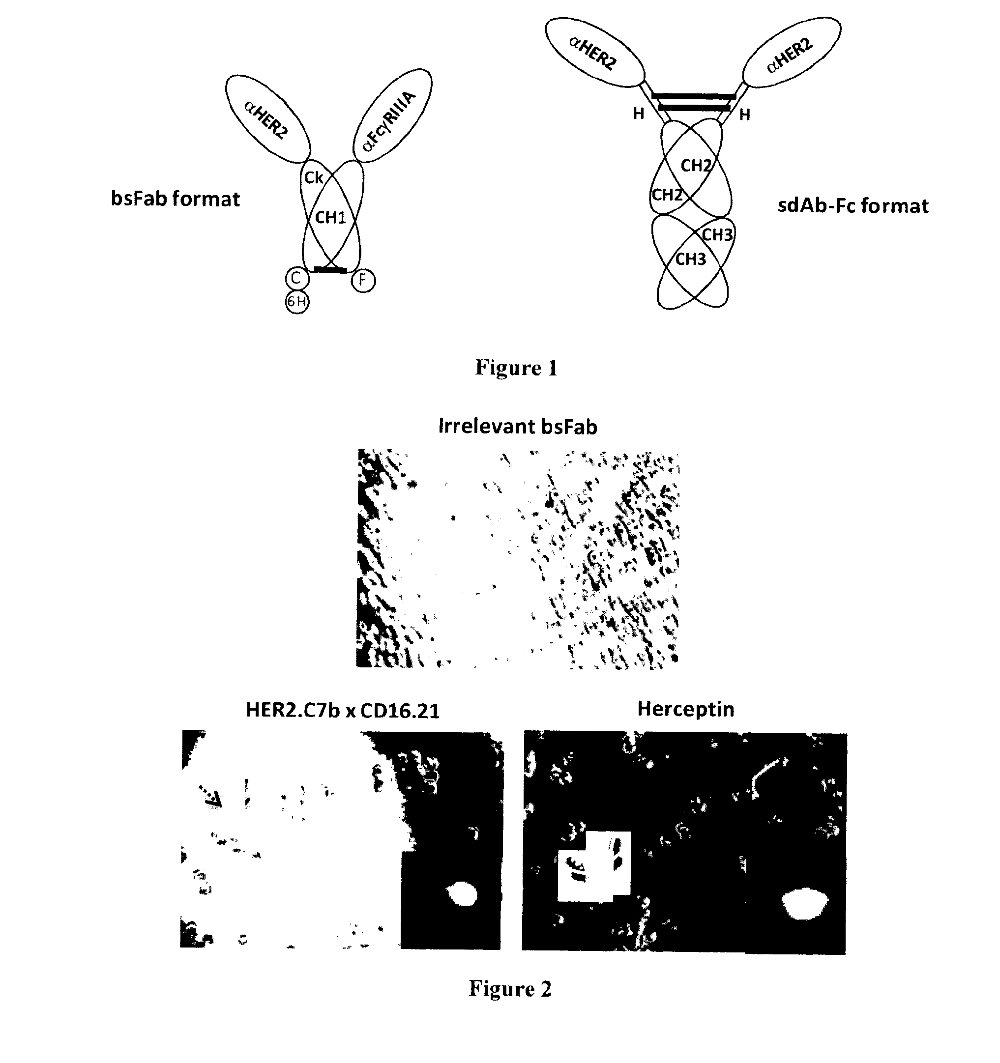 Anti-her2 single domain antibodies, polypeptides comprising thereof and their use for treating cancer