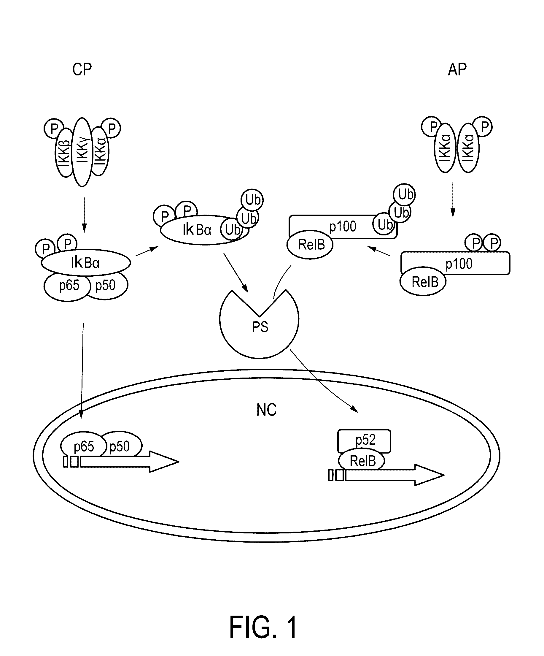 DETERMINATION OF NFkB PATHWAY ACTIVITY USING UNIQUE COMBINATION OF TARGET GENES