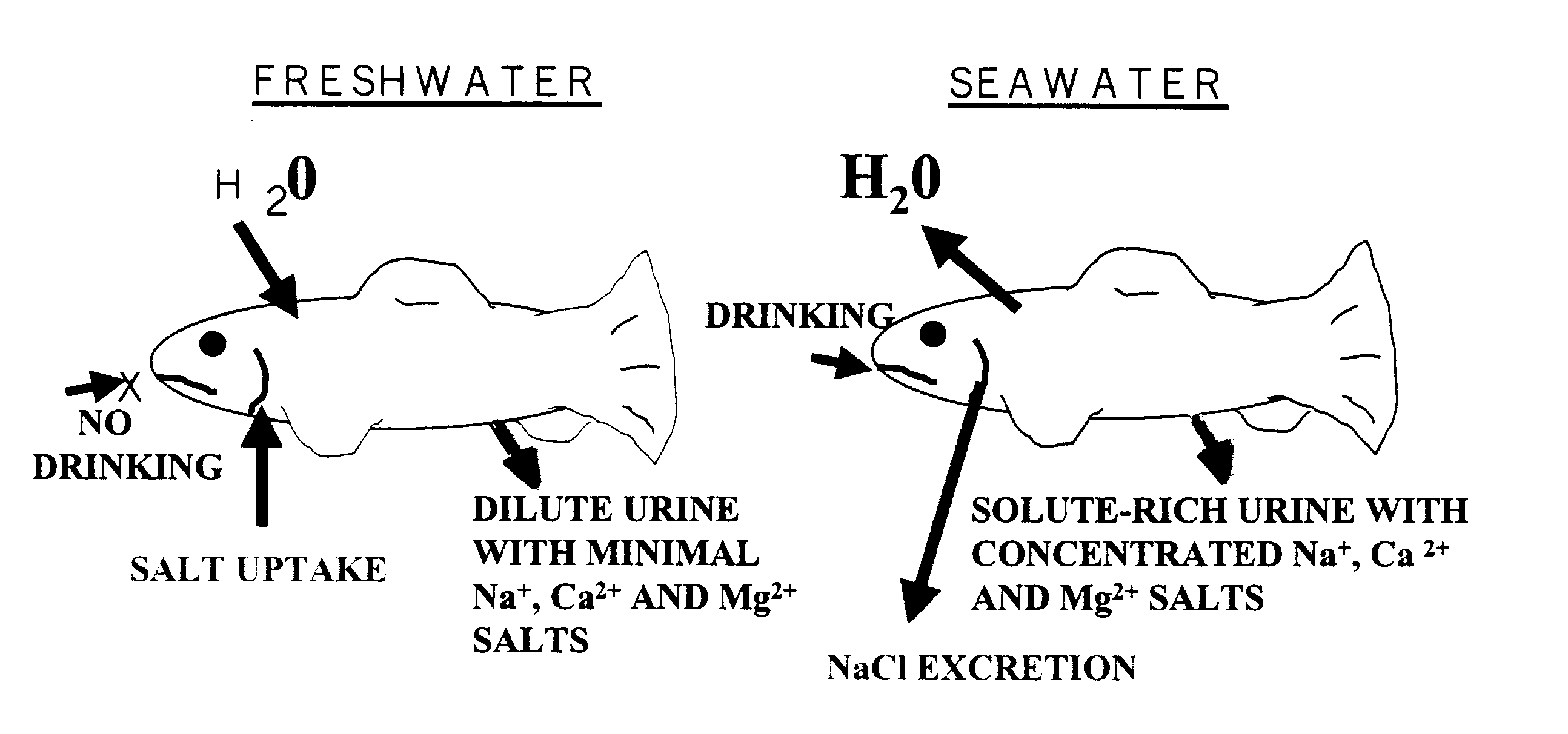 Methods for raising pre-adult anadromous fish