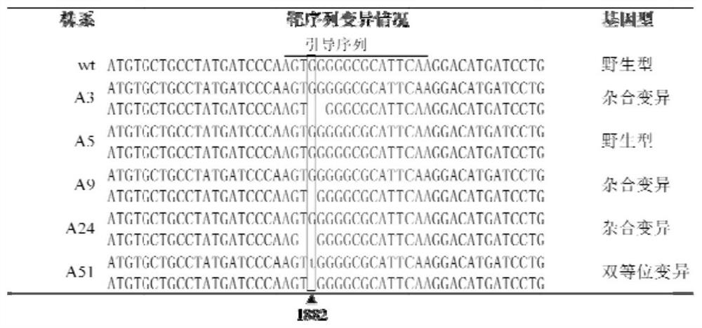 Application of als mutant protein and its gene in plant breeding based on gene editing technology