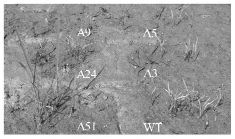 Application of als mutant protein and its gene in plant breeding based on gene editing technology