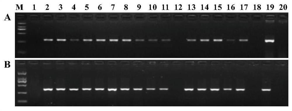 Application of als mutant protein and its gene in plant breeding based on gene editing technology