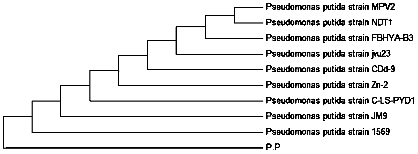 Fermentation production method for natural L-(+)-tartaric acid