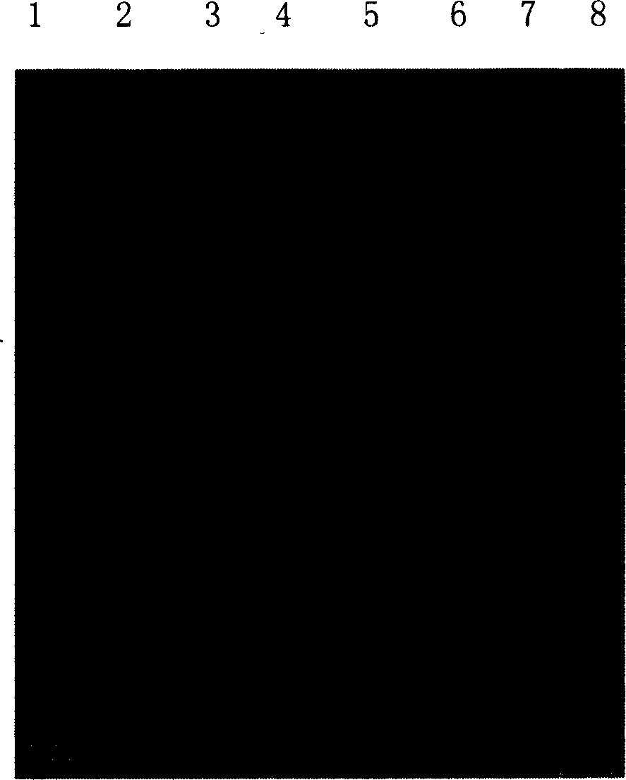 Use of UDPG pyrophosphorylase in rice