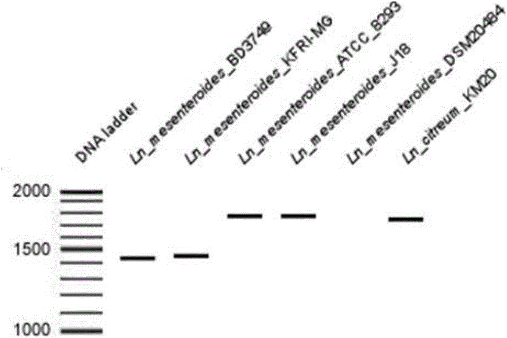 Primer and method for identifying leuconostoc mesenteroides subsp.mesenteroides and application of leuconostoc mesenteroides subsp.mesenteroides