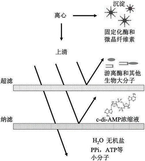 Continuous c-di-AMP production method