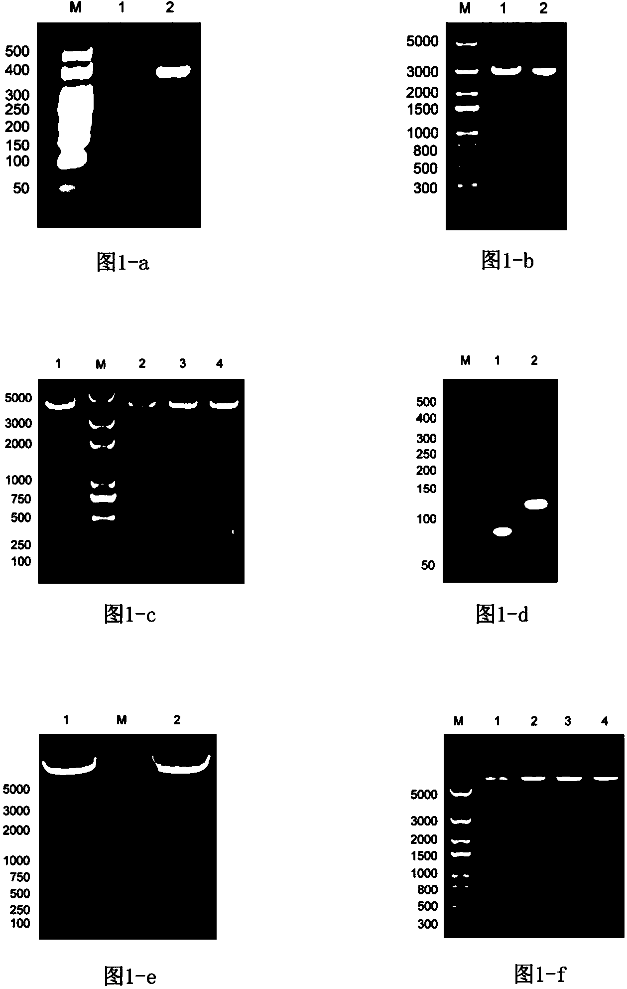 Site specific integration vector capable of removing random integration, construction method thereof and application thereof