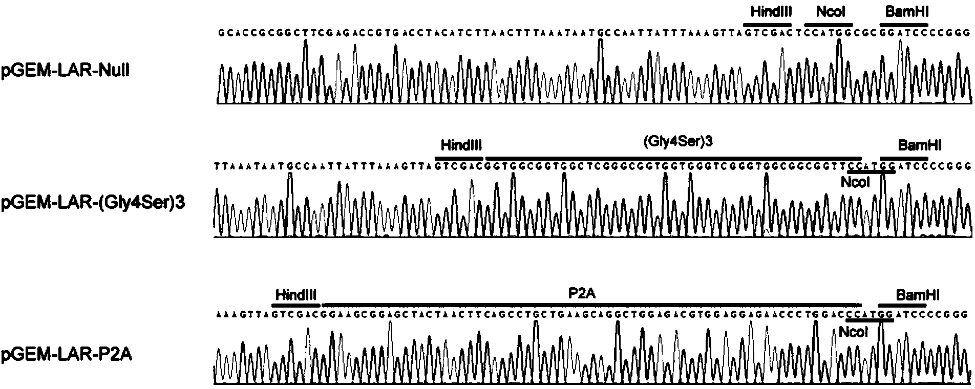 Site specific integration vector capable of removing random integration, construction method thereof and application thereof