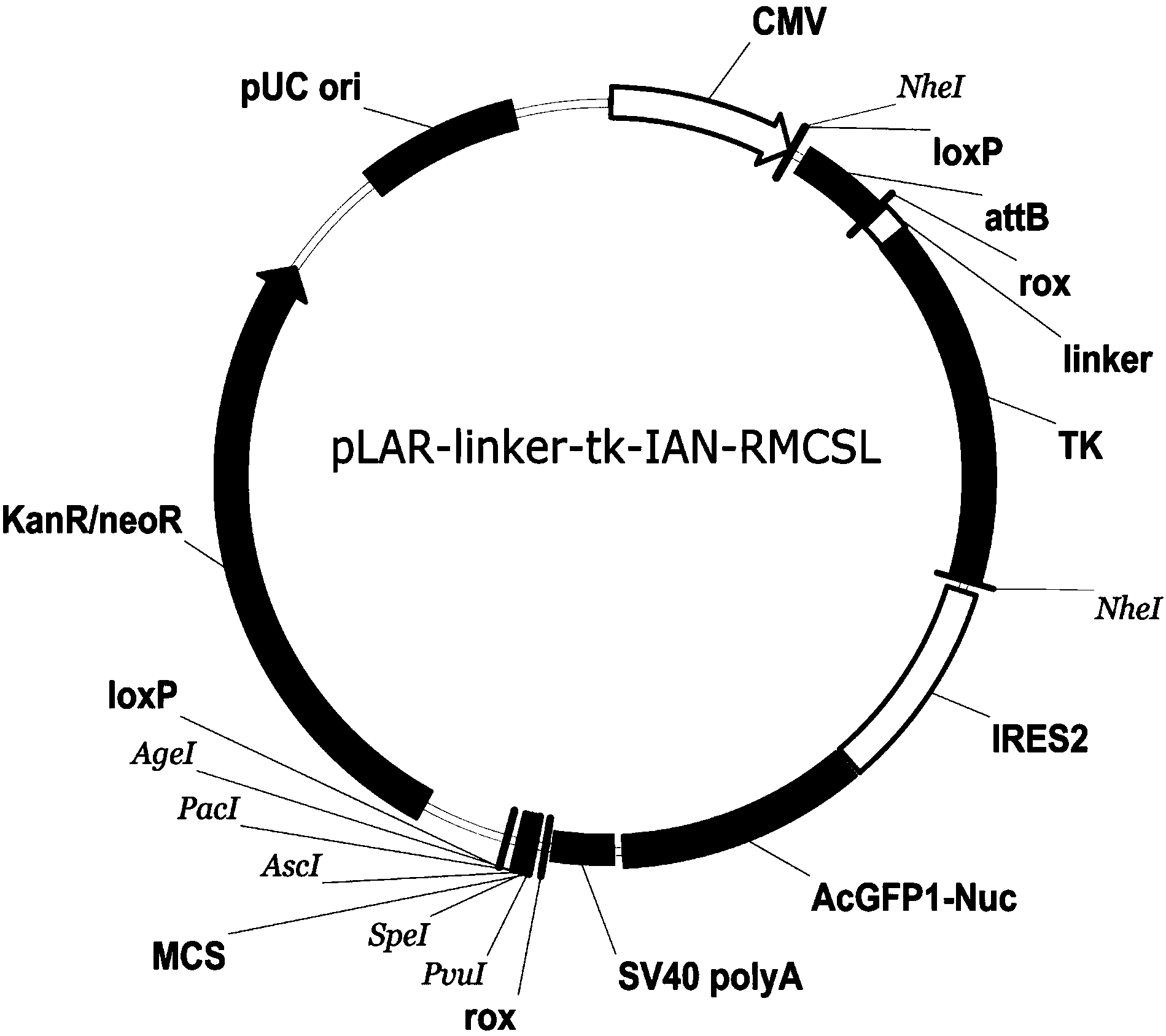 Site specific integration vector capable of removing random integration, construction method thereof and application thereof