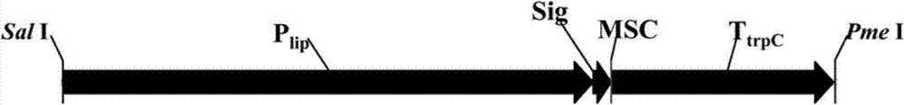 Expression equipment for secretory expression of foreign protein by penicillium expansum and genetically engineered bacterium thereof