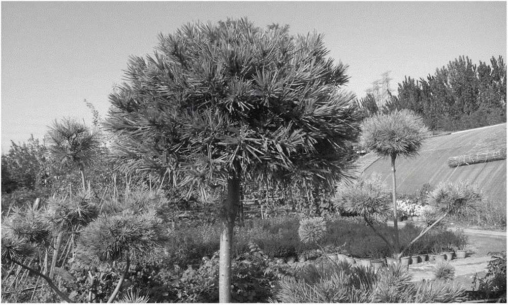 Method for increasing grafting propagation survival rate of pinus bungeana variations