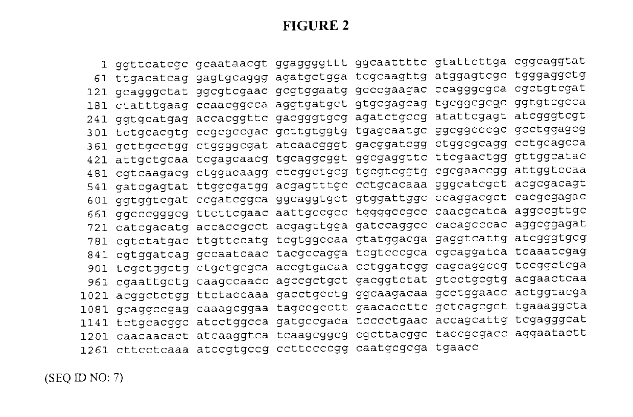 <i>Bordetella </i>detection assay